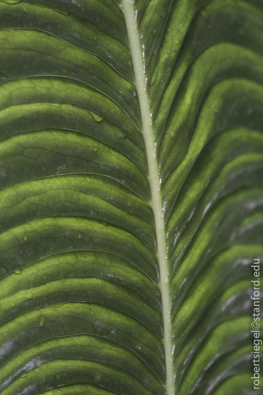 California Academy of Science 2019